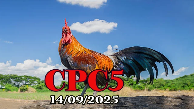 Xem nhanh phát lại đá gà C5 hôm nay 14/09/2025