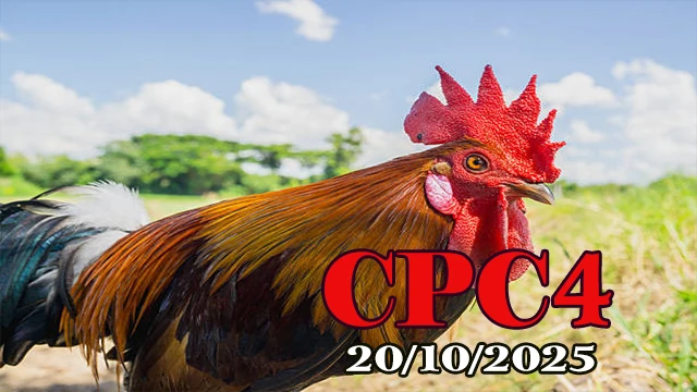 Clip đá gà Thomo C4 hôm nay 20/10/2025