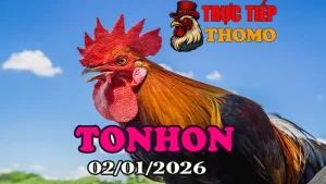 Xem Clip Đá Gà Trực Tiếp Tonhon Ngày 02012026 Chuẩn HD