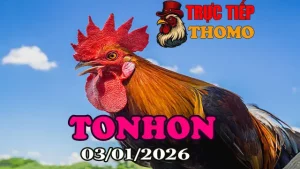 Xem lại đá gà Tonhon hôm nay ngày 03012026 phát lại