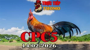 Link xem đá gà trực tiếp CPC5 hôm nay 14022026 chuẩn nhất
