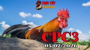 Trực tiếp đá gà CPC3 ngày 05022026 – Xem full không lag