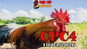 Clip đá gà trực tiếp CPC4 10032026 chuẩn HD