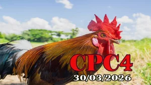 Xem Full Clip Đá Gà Thomo CPC4 Ngày 30032026