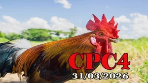 Xem Phát Lại Đá Gà Thomo CPC4 Ngày 31032026