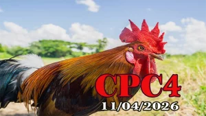 Xem đá gà trực tiếp Thomo CPC4 ngày 11042026
