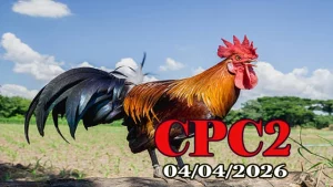 Xem lại video đá gà Thomo CPC2 ngày 04042026