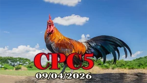 Xem ngay video đá gà trực tiếp Thomo CPC5 hôm nay 09042026
