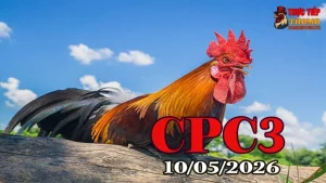 Xem clip đá gà thomo CPC3 hôm nay 10052026