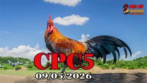 Xem clip đá gà thomo CPC5 ngày 09052026