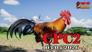 Xem clip đá gà trực tiếp Thomo CPC2 ngày 03052026