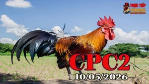 Xem video đá gà trực tiếp CPC2 ngày 10052026