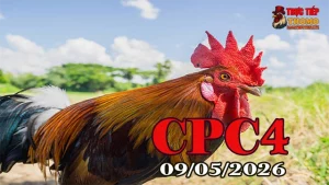 Xem video đá gà trực tiếp CPC4 ngày 09052026